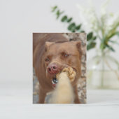 Chocolade Lab Pit Mix Dog Tugging 2 Briefkaart (Staand voorkant)