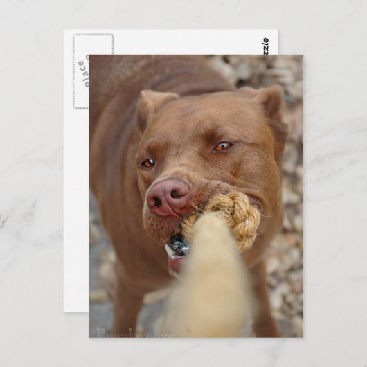 Chocolade Lab Pit Mix Dog Tugging 2 Briefkaart (Voorkant / Achterkant)