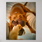Chocolade Lab Pit Mix Dog Tugging Poster (Voorkant)