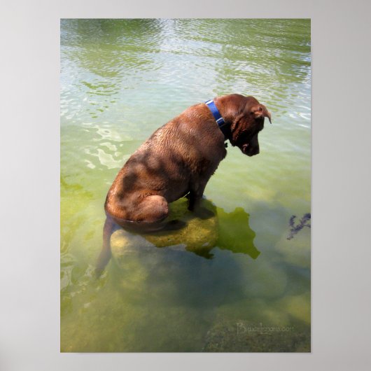 Chocolade Lab Pit Mix Dog Vissen 3 Poster (Voorkant)