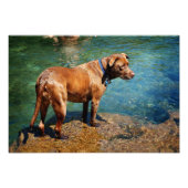 Chocolade Lab Pit Mix Dog Wading 2 Foto Afdruk (Voorkant)