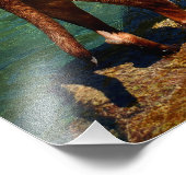 Chocolade Lab Pit Mix Dog Wading 2 Foto Afdruk (Hoek)