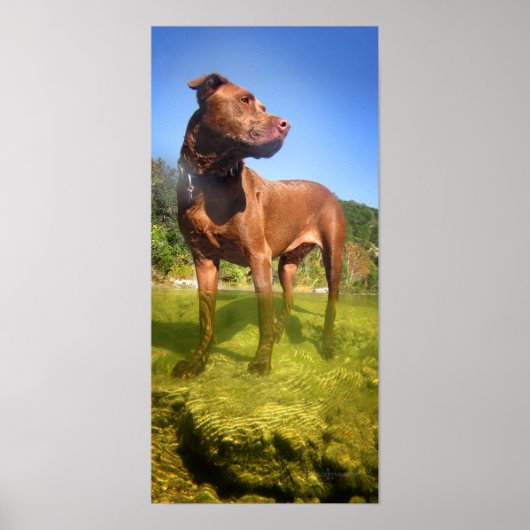Chocolade Lab Pit Mix Dog Wading Poster (Voorkant)