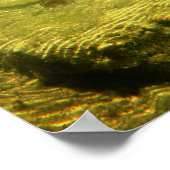 Chocolade Lab Pit Mix Dog Wading Poster (Hoek)