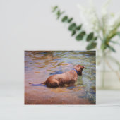 Chocolade Lab Pit Mix Dog Zwemmen 10 Briefkaart (Staand voorkant)
