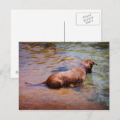 Chocolade Lab Pit Mix Dog Zwemmen 10 Briefkaart (Voorkant / Achterkant)