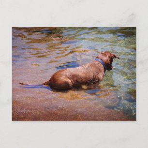 Chocolade Lab Pit Mix Dog Zwemmen 10 Briefkaart