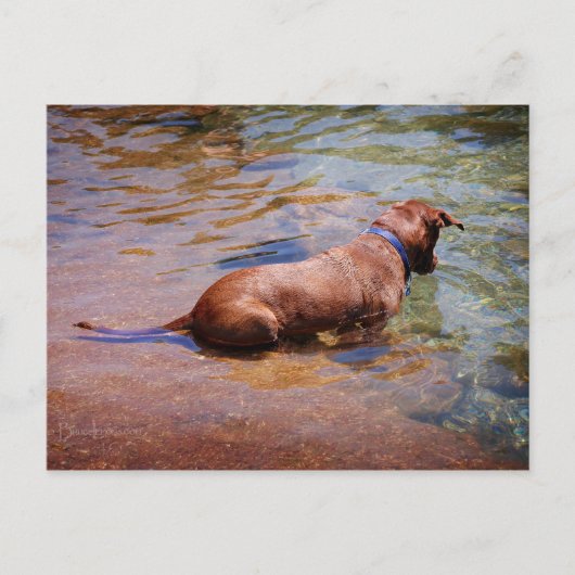 Chocolade Lab Pit Mix Dog Zwemmen 10 Briefkaart (Voorkant)