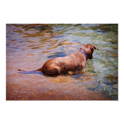 Chocolade Lab Pit Mix Dog Zwemmen 10 Foto Afdruk (Voorkant)