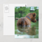 Chocolade Lab Pit Mix Dog Zwemmen 4 Briefkaart (Voorkant / Achterkant)