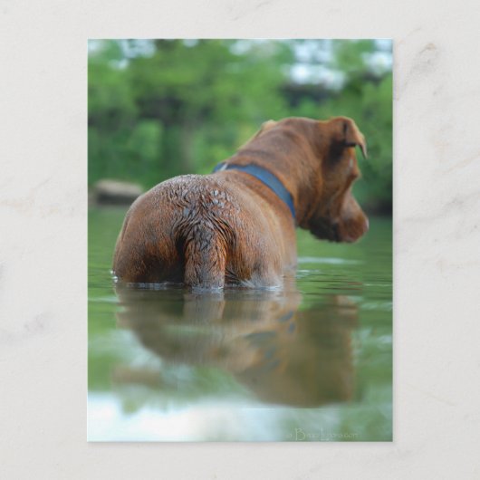 Chocolade Lab Pit Mix Dog Zwemmen 4 Briefkaart (Voorkant)