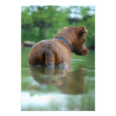 Chocolade Lab Pit Mix Dog Zwemmen 4 Foto Afdruk (Voorkant)