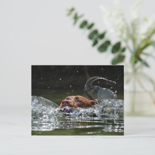 Chocolade Lab Pit Mix Dog zwemmen 5 Briefkaart (Staand voorkant)