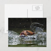 Chocolade Lab Pit Mix Dog zwemmen 5 Briefkaart (Voorkant / Achterkant)