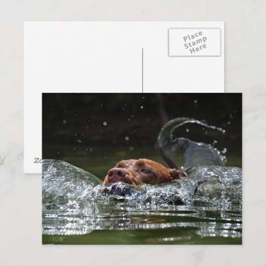 Chocolade Lab Pit Mix Dog zwemmen 5 Briefkaart (Voorkant / Achterkant)