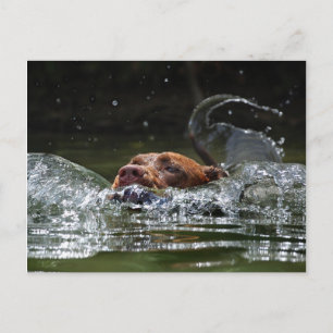 Chocolade Lab Pit Mix Dog zwemmen 5 Briefkaart