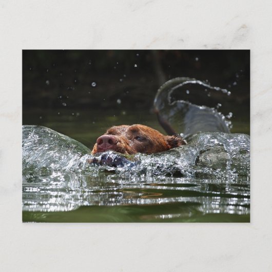 Chocolade Lab Pit Mix Dog zwemmen 5 Briefkaart (Voorkant)