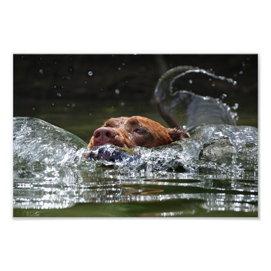 Chocolade Lab Pit Mix Dog zwemmen 5 Foto Afdruk (Voorkant)