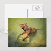 Chocolade Lab Pit Mix Dog Zwemmen 6 Briefkaart (Voorkant / Achterkant)