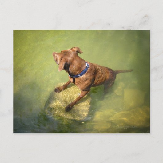 Chocolade Lab Pit Mix Dog Zwemmen 6 Briefkaart (Voorkant)