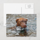 Chocolade Lab Pit Mix Dog Zwemmen 7 Briefkaart (Voorkant / Achterkant)