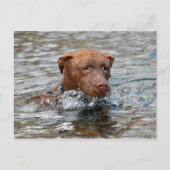 Chocolade Lab Pit Mix Dog Zwemmen 7 Briefkaart (Voorkant)