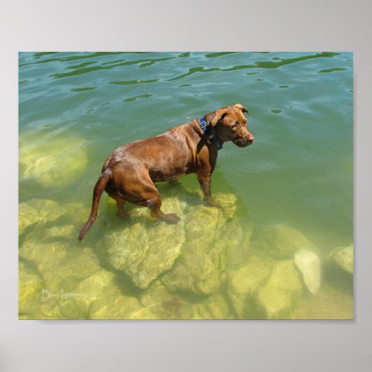 Chocolade Lab Pit Mix Dog zwemmen Poster (Voorkant)