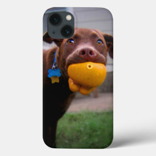 Chocolade Lab Pit Puppy met bal iPhone 13 Hoesje