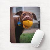 Chocolade Lab Pit Puppy met bal Muismat (Met muis)