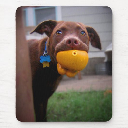 Chocolade Lab Pit Puppy met bal Muismat (Voorkant)