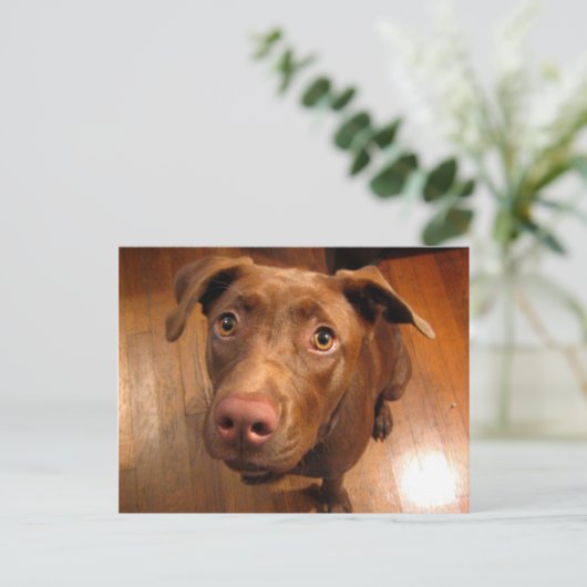 Chocolade Lab Pit Puppy Plead look Briefkaart (Staand voorkant)