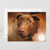 Chocolade Lab Pit Puppy Plead look Briefkaart (Voorkant / Achterkant)