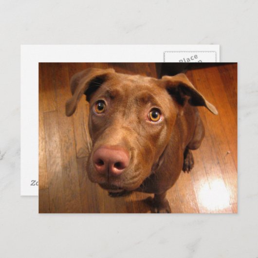 Chocolade Lab Pit Puppy Plead look Briefkaart (Voorkant / Achterkant)