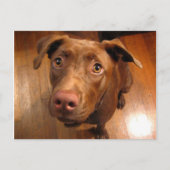 Chocolade Lab Pit Puppy Plead look Briefkaart (Voorkant)