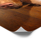 Chocolade Lab Pit Puppy Plead look Poster (Hoek)