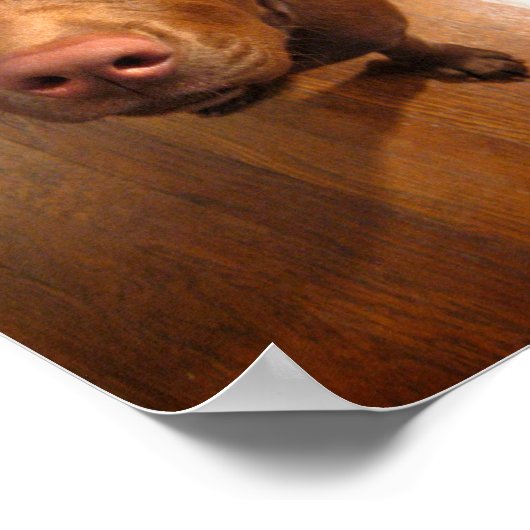 Chocolade Lab Pit Puppy Plead look Poster (Hoek)