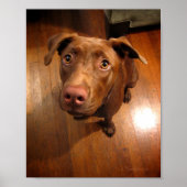 Chocolade Lab Pit Puppy Plead look Poster (Voorkant)