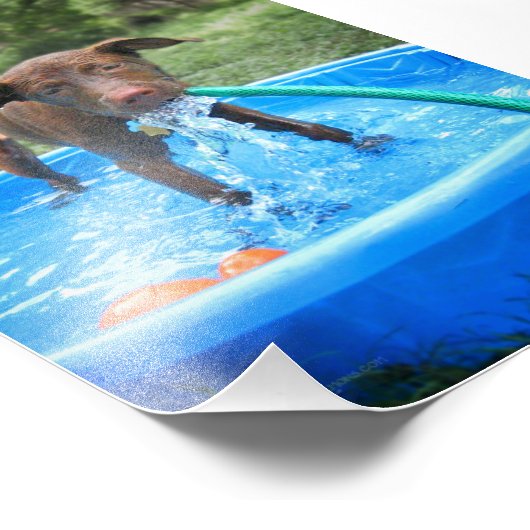 Chocolade Lab Pit Puppy spelen Foto Afdruk (Hoek)