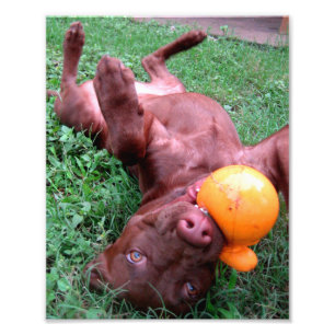 Chocolade Lab Pit Puppy spelen met bal Foto Afdruk