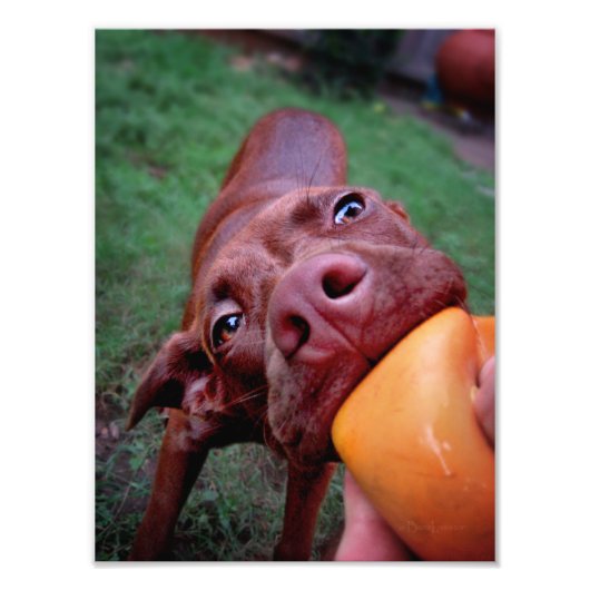 Chocolade Lab Pit Puppy Tugging Ball Foto Afdruk (Voorkant)