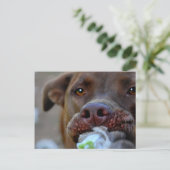 Chocolade Lab Pit Puppy Tugging Briefkaart (Staand voorkant)