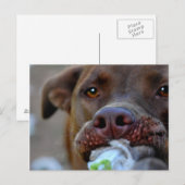 Chocolade Lab Pit Puppy Tugging Briefkaart (Voorkant / Achterkant)