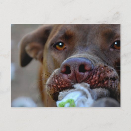 Chocolade Lab Pit Puppy Tugging Briefkaart (Voorkant)