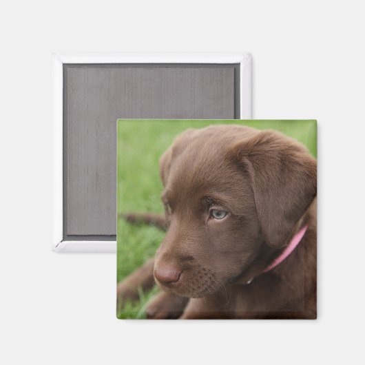 Chocolade Lab Pup Magneet (Voorkant / Achterkant)