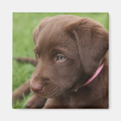 Chocolade Lab Pup Magneet (Voorkant)