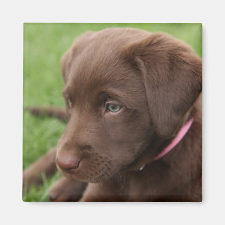 Chocolade Lab Pup Magneet