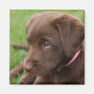 Chocolade Lab Pup Magnet
