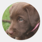 Chocolade Lab Pup Sticker (Voorkant)