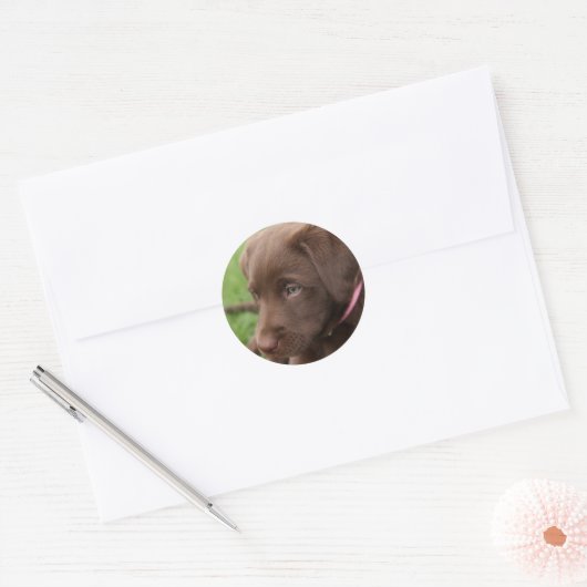 Chocolade Lab Pup Sticker (Envelop)