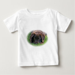 Chocolade Lab Puppy